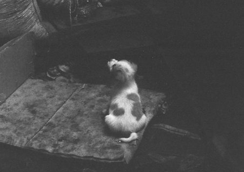 アロンの子供02