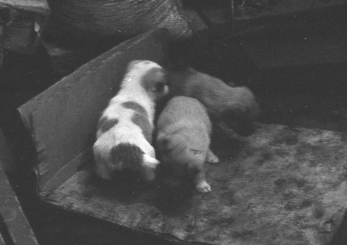 アロンの子供03