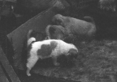 アロンの子供05