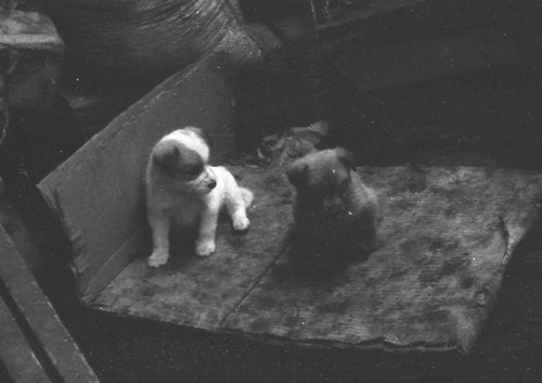 アロンの子供07