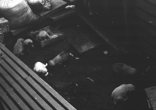 アロンの子供10