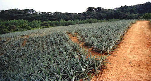 沖縄14パイナップル畑