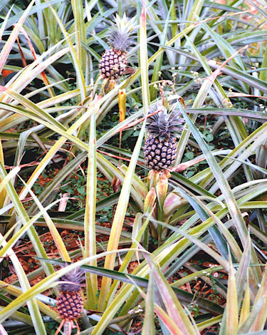 沖縄15パイナップル畑