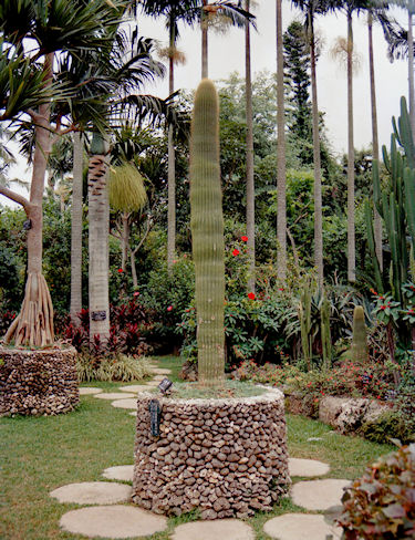 沖縄16東南植物楽園