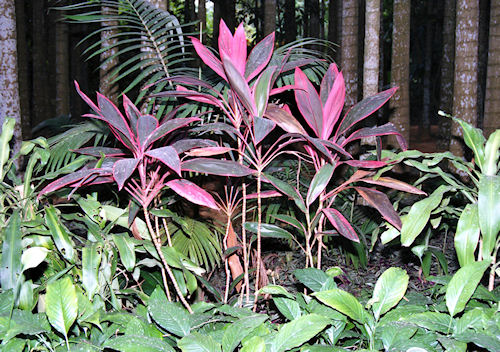 沖縄18東南植物楽園