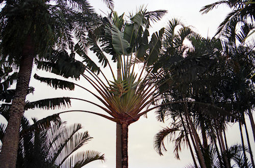 沖縄19東南植物楽園