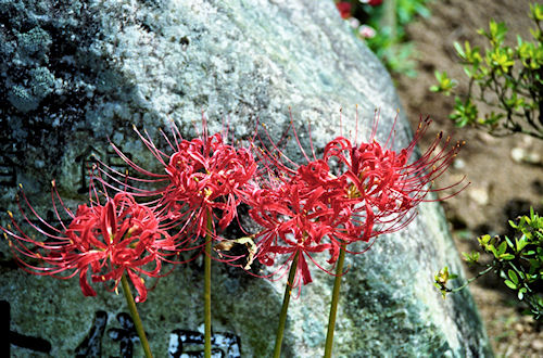九州05グラバー園