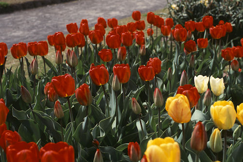 東北06弘前公園