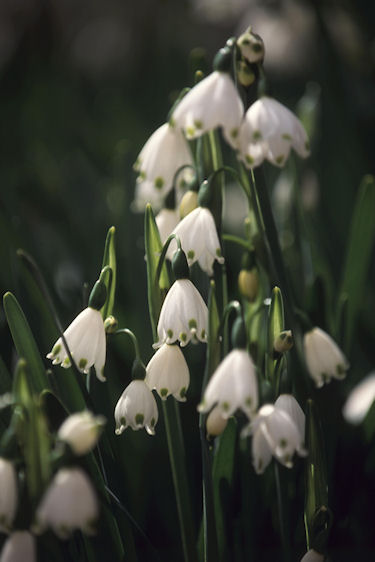 東北08弘前公園
