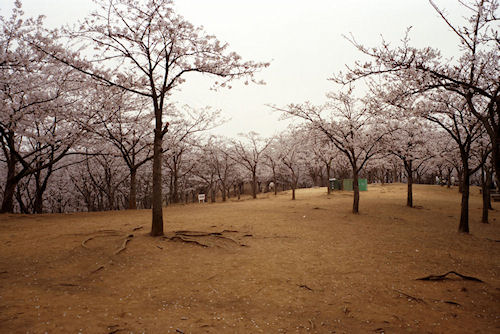 大池公園　桜03