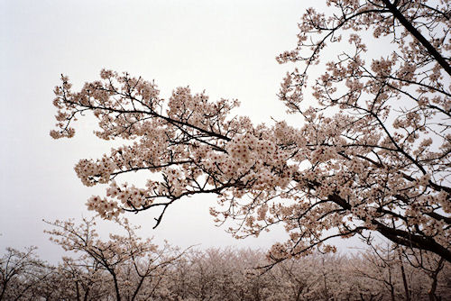 大池公園　桜04