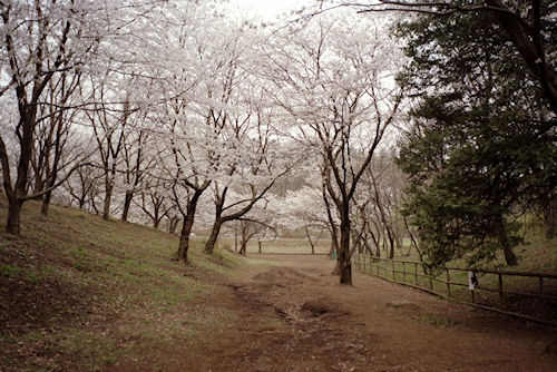 大池公園　桜05