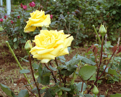 大船フラワーセンター04