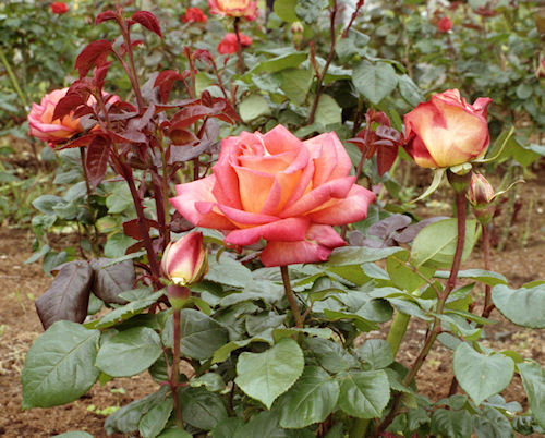 大船フラワーセンター05