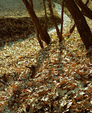 四季の森公園01