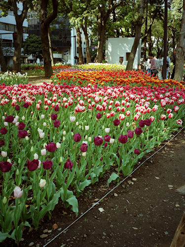 横浜公園チューリップ02