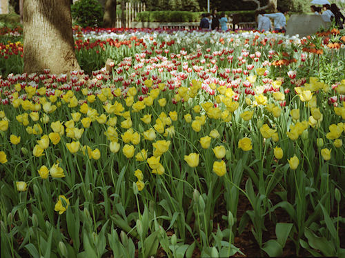 横浜公園チューリップ03