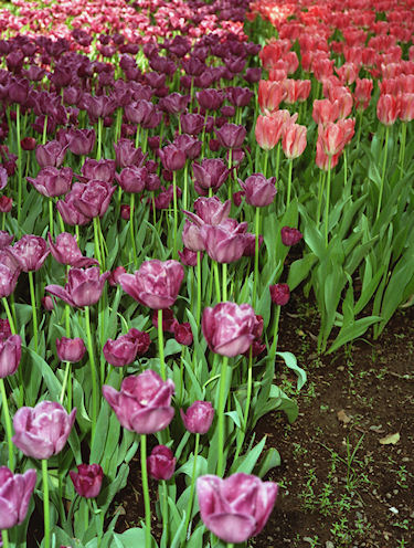 横浜公園チューリップ07