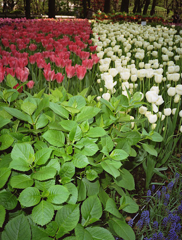 横浜公園チューリップ08
