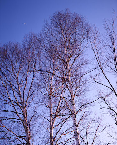 美瑛町/美馬牛27