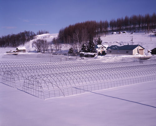 美瑛町/美馬牛49