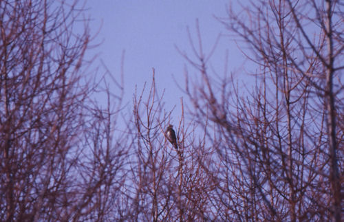 美馬牛周辺15美馬牛の森