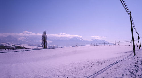 美瑛周辺05ケンとメリーの木