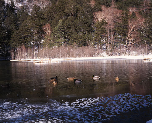 上高地<冬>21明神池