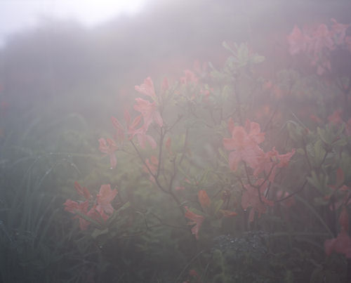 榛名湖周辺01つつじ