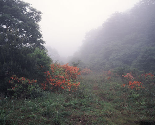 榛名湖周辺02つつじ