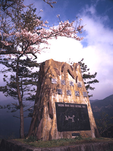 足柄桜02ヤビツ峠