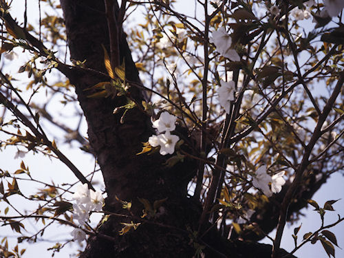 足柄桜03ヤビツ峠