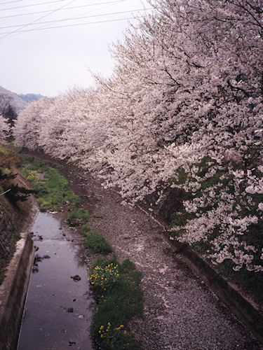 足柄桜06山北町