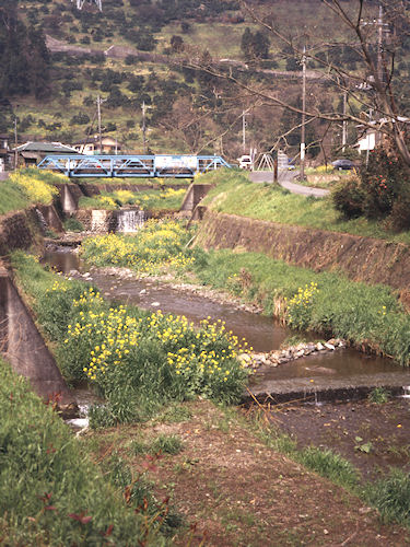 足柄桜07山北町