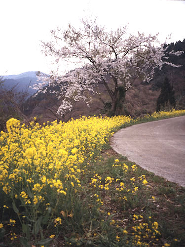 足柄桜09山北町高松