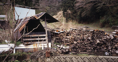 足柄桜10静岡県小山町