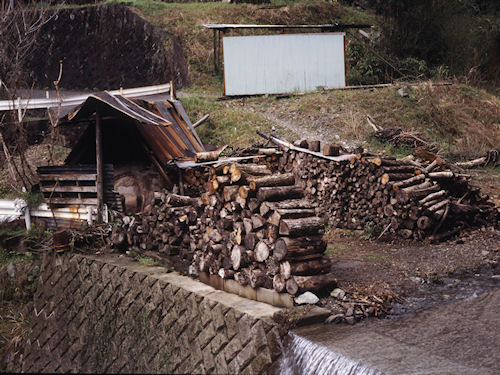 足柄桜11静岡県小山町