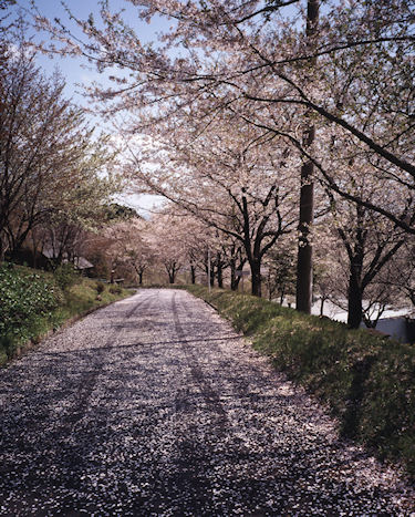 足柄桜14南足柄