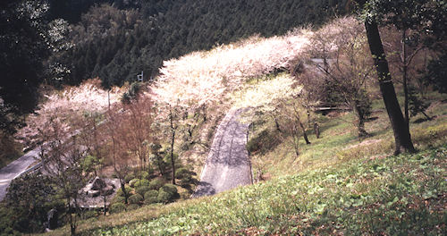 足柄桜15南足柄