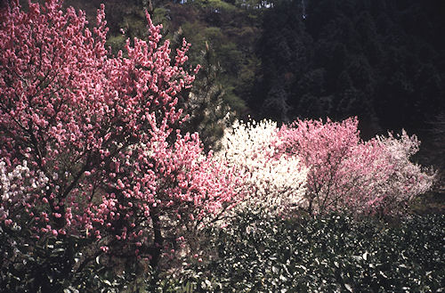 足柄桜18南足柄