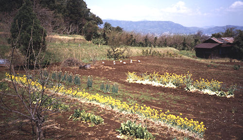 足柄桜20南足柄