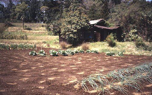 足柄桜21南足柄