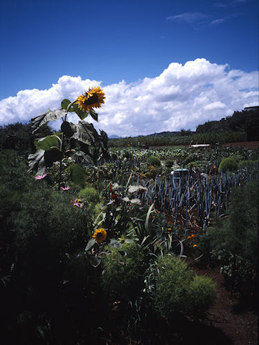 足柄ひまわり01