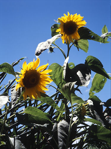 足柄ひまわり02