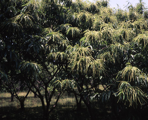 追分市民の森01