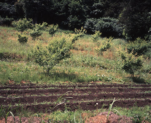 追分市民の森02