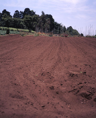 追分市民の森03