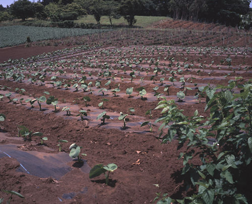 追分市民の森04