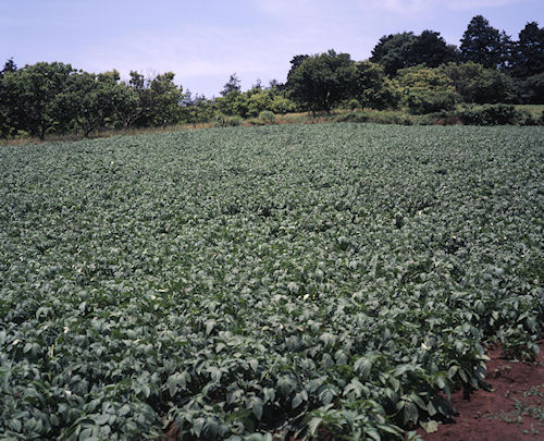 追分市民の森05