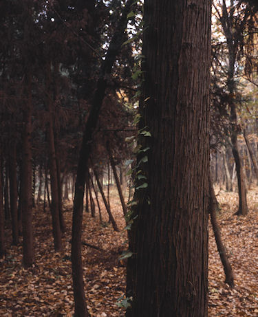 瀬谷市民の森〈秋〉03